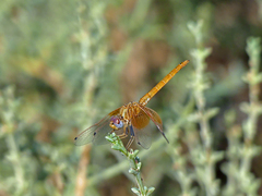 Trithemis kirbyi