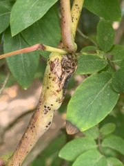 Amphicerus bicaudatus