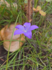 Campanula parryi