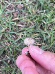 Conocybe