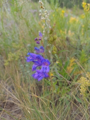 Penstemon strictus