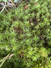Atrichum undulatum