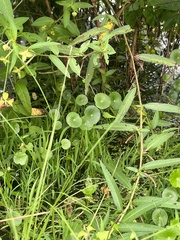 Hydrocotyle umbellata