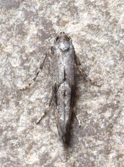 Epermenia albapunctella