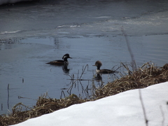 Lophodytes cucullatus