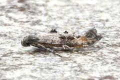 Epermenia albapunctella