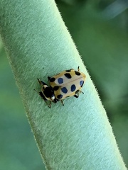 Hippodamia tredecimpunctata