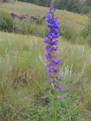 Penstemon strictus