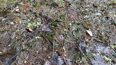 Ceratophyllum echinatum