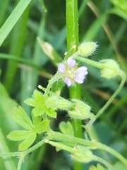 Malva neglecta