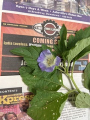 Nicandra physalodes