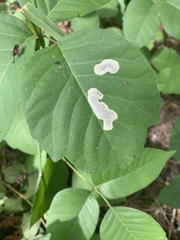 Cameraria guttifinitella