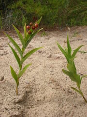 Maianthemum stellatum