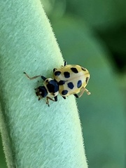 Hippodamia tredecimpunctata