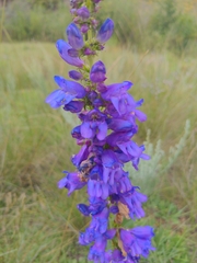 Penstemon strictus