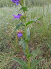 Penstemon strictus