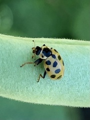 Hippodamia tredecimpunctata