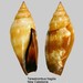 Terestrombus fragilis - Photo (c) WoRMS Editorial Board, alguns direitos reservados (CC BY-NC-SA)