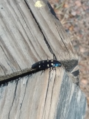 Buprestis octoguttata
