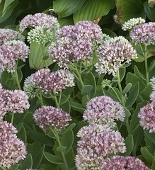 Hylotelephium maximum × spectabile