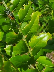 Diaprepes abbreviatus