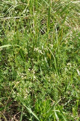 Galium mollugo