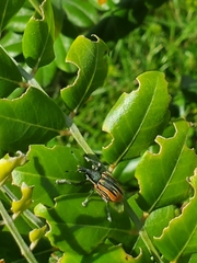 Diaprepes abbreviatus