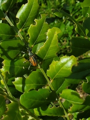 Diaprepes abbreviatus