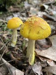 Amanita flavoconia