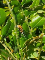 Diaprepes abbreviatus