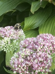 Hylotelephium maximum × spectabile