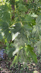 Acer saccharinum