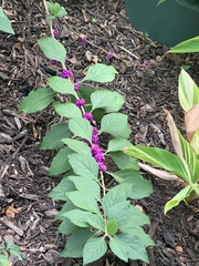 Callicarpa americana