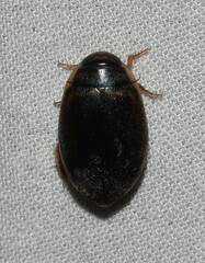 Thermonectus basillaris