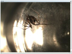 Lepthyphantes leprosus