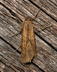Nomophila nearctica