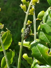 Diaprepes abbreviatus