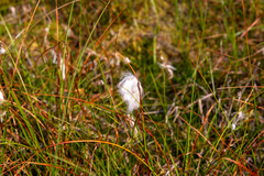 Eriophorum