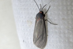 Pygarctia murina