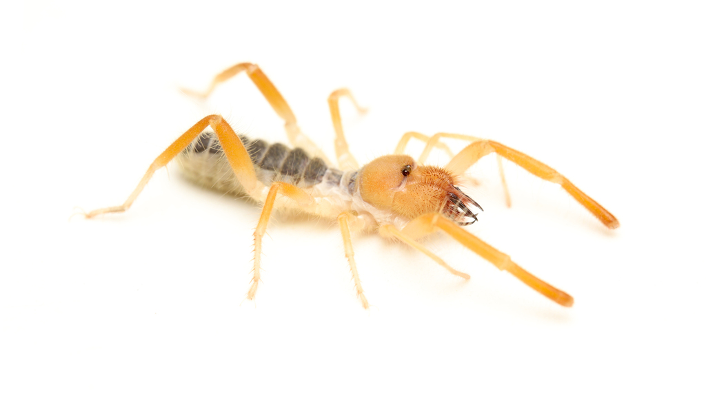 Eremobates nodularis