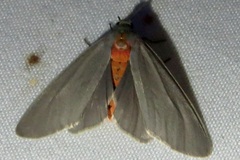 Pygarctia murina