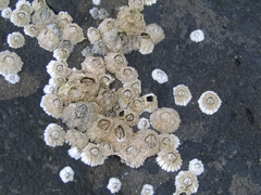 Semibalanus balanoides