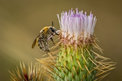 Apinae