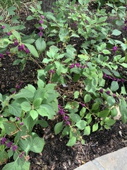 Callicarpa americana