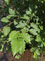 Betulaceae