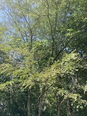 Robinia pseudoacacia