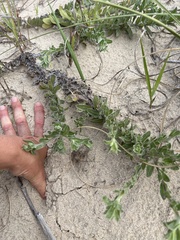 Chrysopsis gossypina