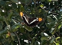 Adelpha californica