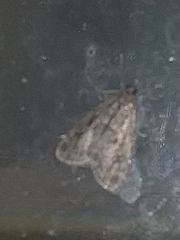 Eudonia truncicolella