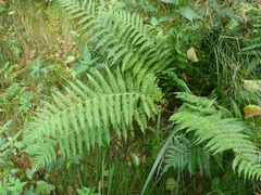 Oreopteris limbosperma